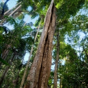 Tamborine MT Surroundings