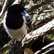 Bird & Plant Life